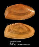 Phylloda foliacea (7)